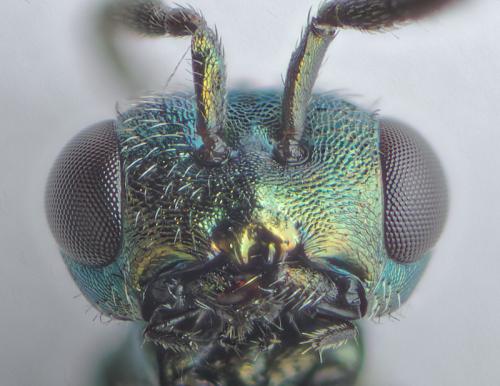 Miscogaster rufipes